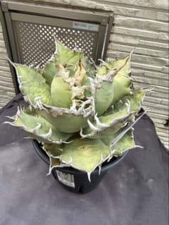 アガベ　チタノタ　シーザー　Caesal 現品