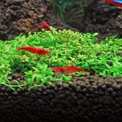 ラスカルさん専用のサムネイル