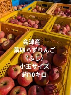 会津産　葉取らずりんご（ふじ）小玉サイズ約10キロのサムネイル