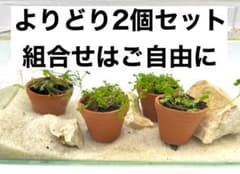 ①よりどり2個セット 素焼き鉢活着水草 水槽に置くだけのサムネイル