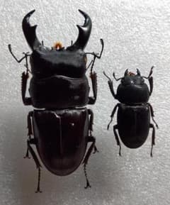 石垣島産ヒラタクワガタ八重山諸島亜種１ペア（野外採集品） 石垣島産ヒラタクワガタ八重山諸島亜種1ペア（野外採集品） - メルカリ