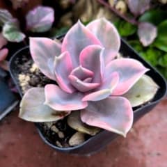 Top【選抜株】多肉植物　360893レインボー　50個　プラグトレー苗 あっという間に埋まった多肉ラボ | ブログ版Olive&SucculentGarden