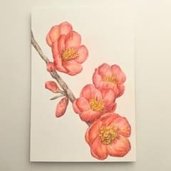 色鉛筆イラスト原画「盲赤花」 m37953200219_1.jpg?1740140596