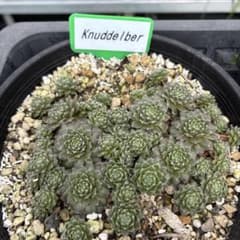 sempervivum Knuddelber ランナー1.5cm苗3個セットのサムネイル