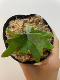 360度どこから見ても美しい】台湾産 バクテリア 'Bacteria' - メルカリ