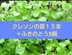 無農薬クレソンの苗ふきのとう5個付き♪のサムネイル