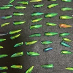 ゲリラ販売❗️最終価格‼️希少‼️タマムシ玉虫の羽4,000枚セット玉蟲 ゲリラ販売‼️早いもの勝ち‼️格安！希少‼️タマムシの羽100枚セット