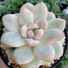 アリエル錦 Echeveria Ariel - メルカリ