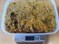 ニホンミツバチの巣蜜（採りたて！！）のサムネイル