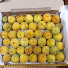 新鮮な梅　約1kg 　約40個入りのサムネイル