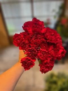 カーネーション 赤 切り花 生花 20本束のサムネイル