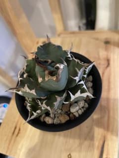 アガベ agave チタノタ 姫厳竜のサムネイル