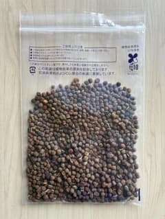 宿根スイトピー種子40グラムのサムネイル