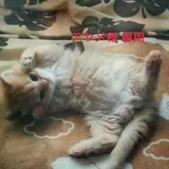アヤメ様 専用フォームのサムネイル