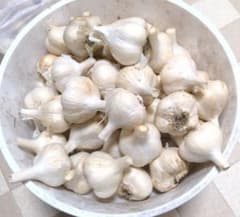にんにく　1キロ　青森県田子町産　令和7年産　Sサイズのサムネイル