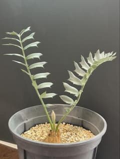 全葉国内フラッシュ】 南アフリカ産 エンセファラルトス ホリダス