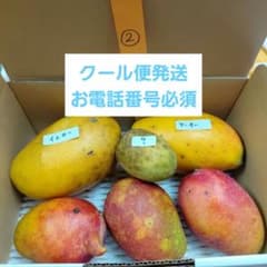 アーウィン+珍しいマンゴー　クール便　7/11④ アーウィン+珍しいマンゴー クール便 7/11② - メルカリ