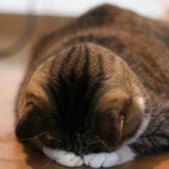 YUUUYA様専用のサムネイル