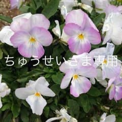 ちゅうせいさま専用 セラムン 全4種セットのサムネイル