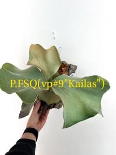 omtaro 様 専用 P.FSQ vp#9 Kailas カイラス - メルカリ