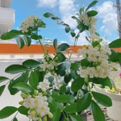 【超矮性】シルクジャスミン 月橘 ゲッキツ 種 種子 レア 人気 観葉植物のサムネイル