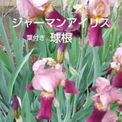ジャーマンアイリス球根 4個 - メルカリ