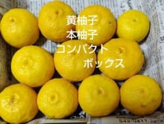 23 黄柚子 本柚子 コンパクトボックスのサムネイル