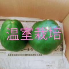 青パパイヤ 1kg 産地直送 新鮮野菜 酵素ジュースの原材料のサムネイル