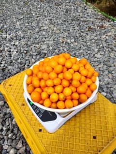 金柑（きんかん）自慢の甘い実（中小玉混合２K箱込）のサムネイル