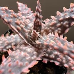 31 アロエ ハイブリッド 実生苗 ロウルサンコ産 - メルカリ