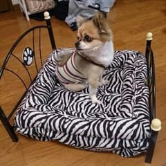 犬のベッドです！ゼブラ柄がカワイイです！のサムネイル