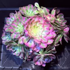 新入荷 レア新品種 アエオニウム エレガントクイル(群生)33cm超大品