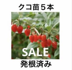 クコ苗木５本SALE！発根済み苗ゴジベリーのサムネイル