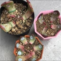 葉挿しのサムネイル