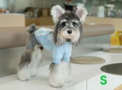 犬服 スウェット ライトブルー GOODEST BOYZのサムネイル