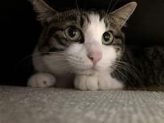 超音波な猫蓮様 確認用のサムネイル