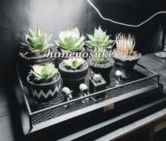 ☆送料込み☆植物棚スターターセット即購入OK 植物育成　アガベ　塊根　什器 ☆送料込み☆植物棚スターターセット即購入OK 植物育成 アガベ