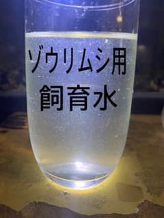 メダカの飼育水　＊期間限定の増量中＊のサムネイル
