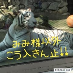みみ様専用♡PAUL&JOE ハンカチのサムネイル