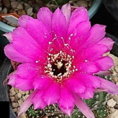 花サボテン チグリアナ 抜き苗 4つ ピンク系美花 サボテン - メルカリ