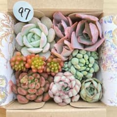 97 多肉植物 多肉弁当 詰め合わせ 寄せ植え セット カット苗 韓国苗