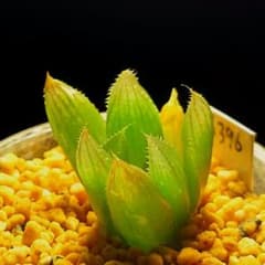 5396 cooperi錦 多肉植物 ハオルチア アロエ - 4