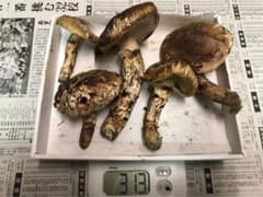 岩手県　松茸　10/18取りのサムネイル