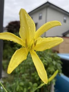 ユウスゲ   種30粒のサムネイル