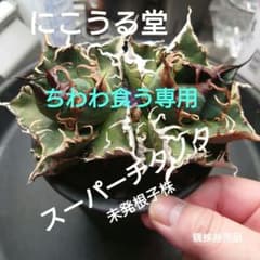 ちわわ食う様専用 アガベ スーパーチタノタ未発根子株一つのサムネイル