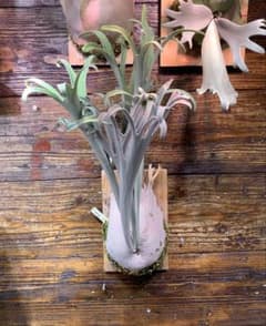 ビカクシダ P.veitchii wild 3rd limited 大きめ子株 - メルカリ