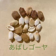 【固定種】あばしゴーヤの種 20粒（家庭菜園・グリーンカーテン）のサムネイル