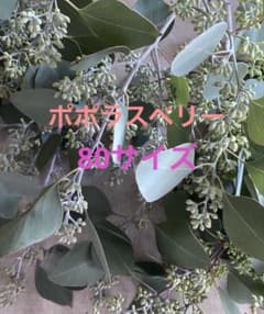 ユーカリポポラス すべてベリー付き 80サイズ フレッシュ スワッグなど