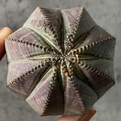 B13732☆オークション☆ 超巨大5.5cm株！ユーフォルビア オベサ