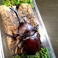 角スゴ長特大ワイルド野生赤レッド角長カブトムシ標本82mm頭角幅19mmぐらい 角スゴ特大ワイルド野生赤レッド角長カブトムシ標本82mm頭角幅